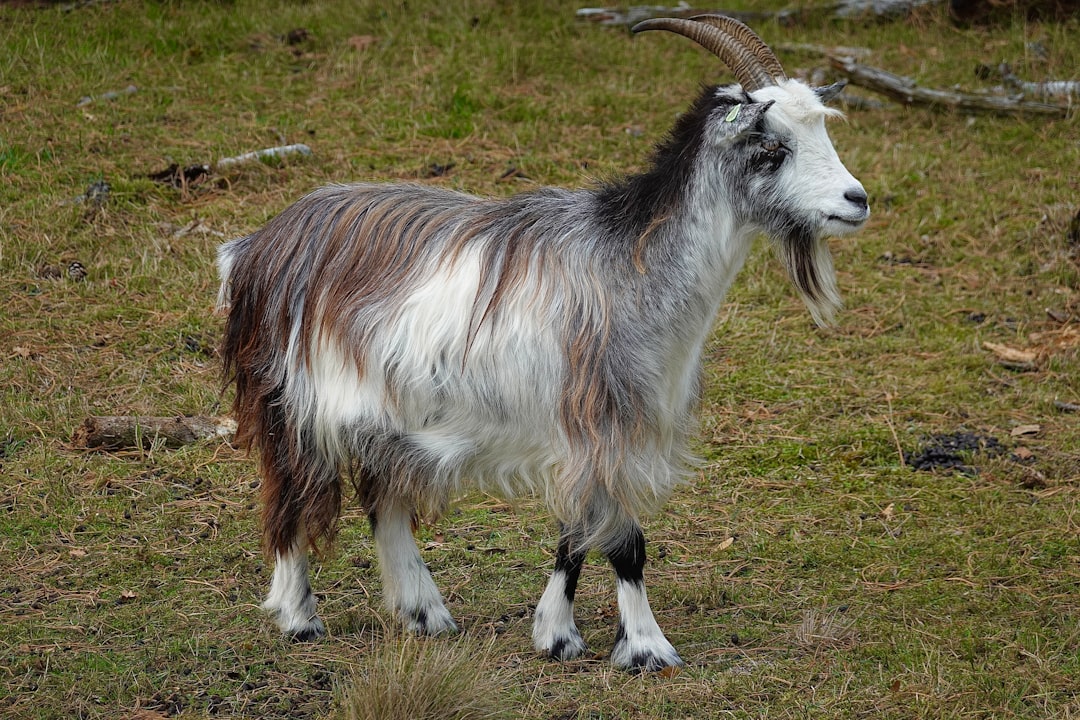 保護活動が進められている希少なヤギ