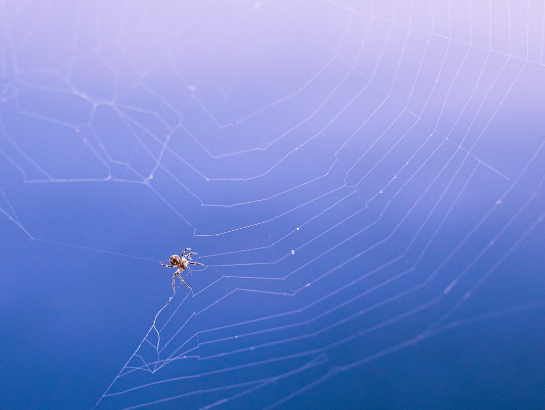クモの巣の拡大写真