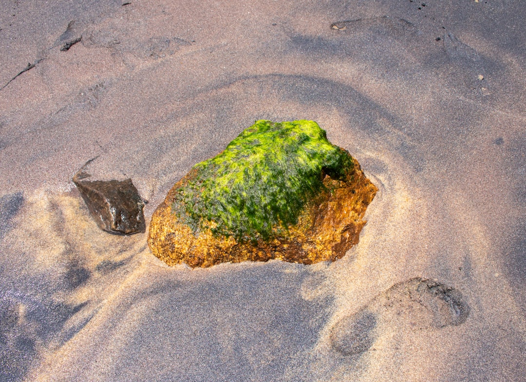 砂から這い出るアオウミガメの赤ちゃん