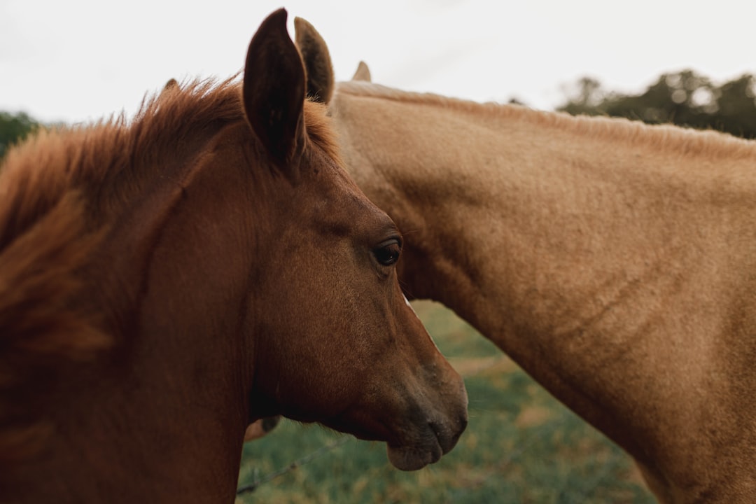 いななく馬の横顔