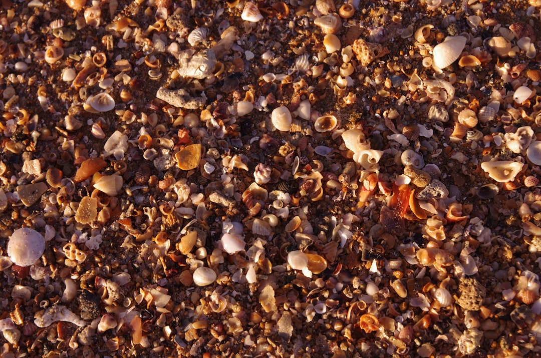 廃棄されるピーナッツの殻