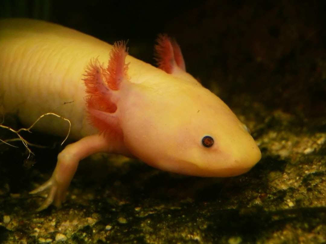 再生能力の高いメキシコサンショウウオ