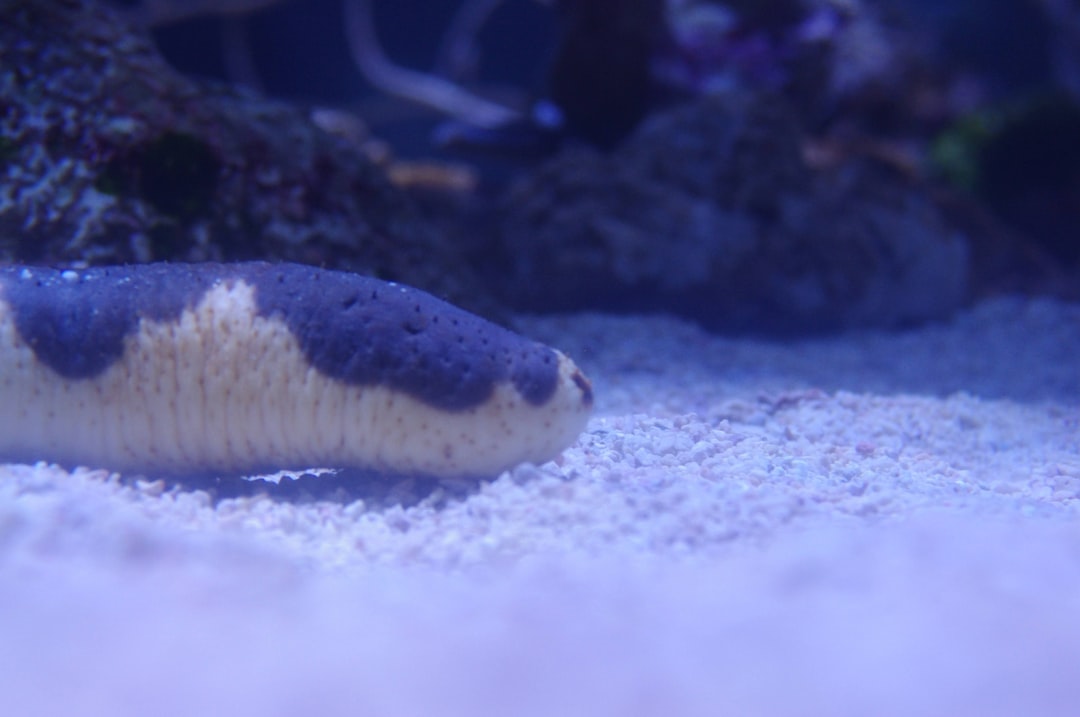 海底にいるナマコの様子