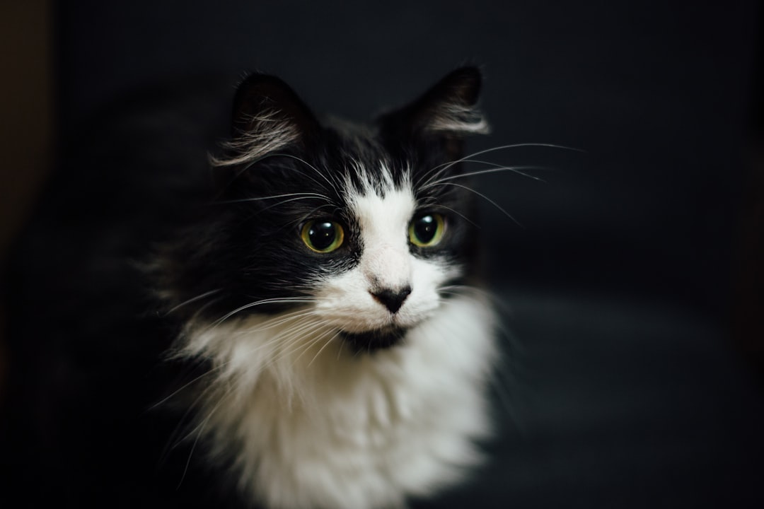 くつろぐ飼い猫