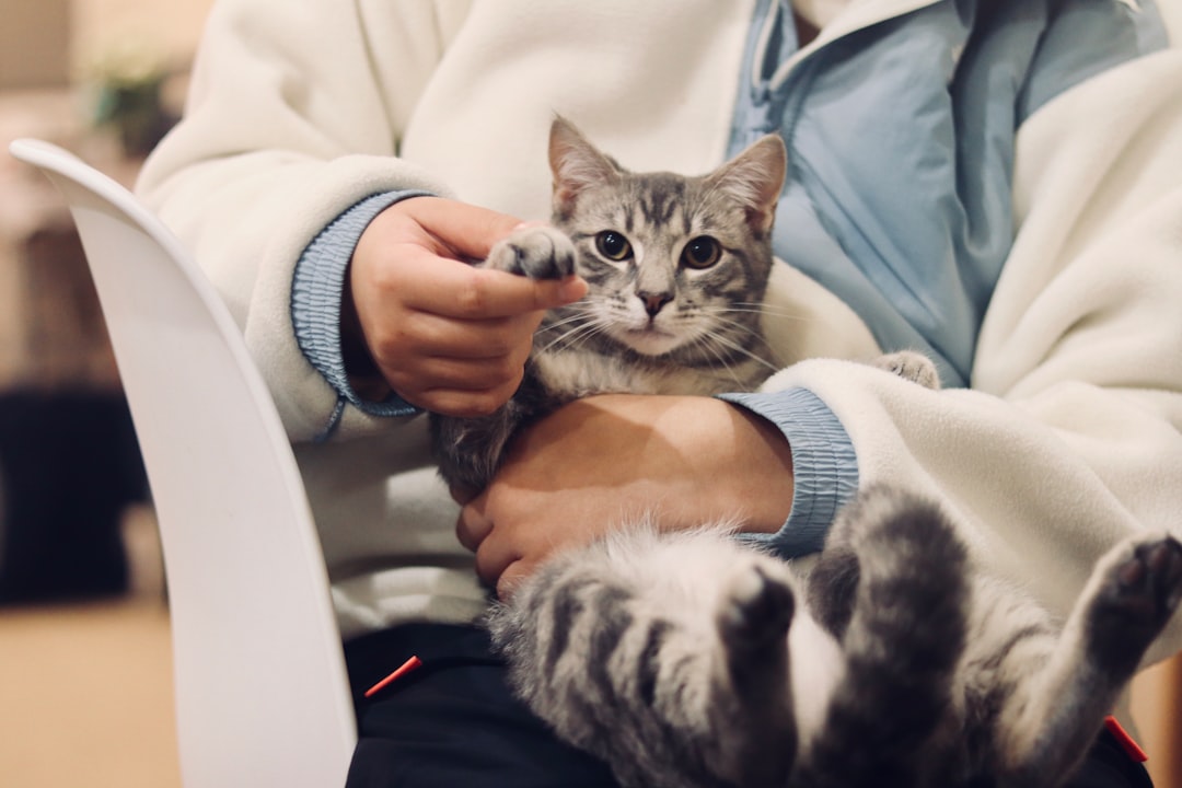 獣医に診察される猫