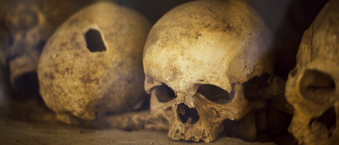 古代人類の頭骨の化石