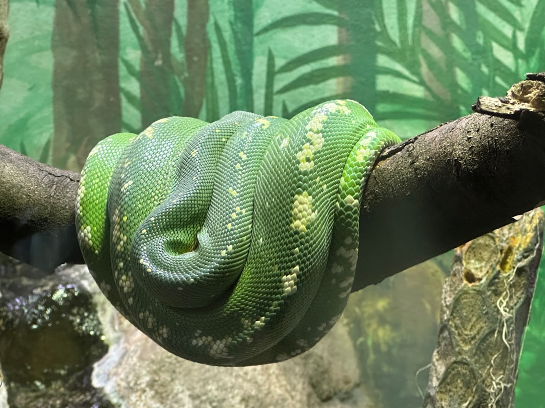 巨大なヘビのイメージ