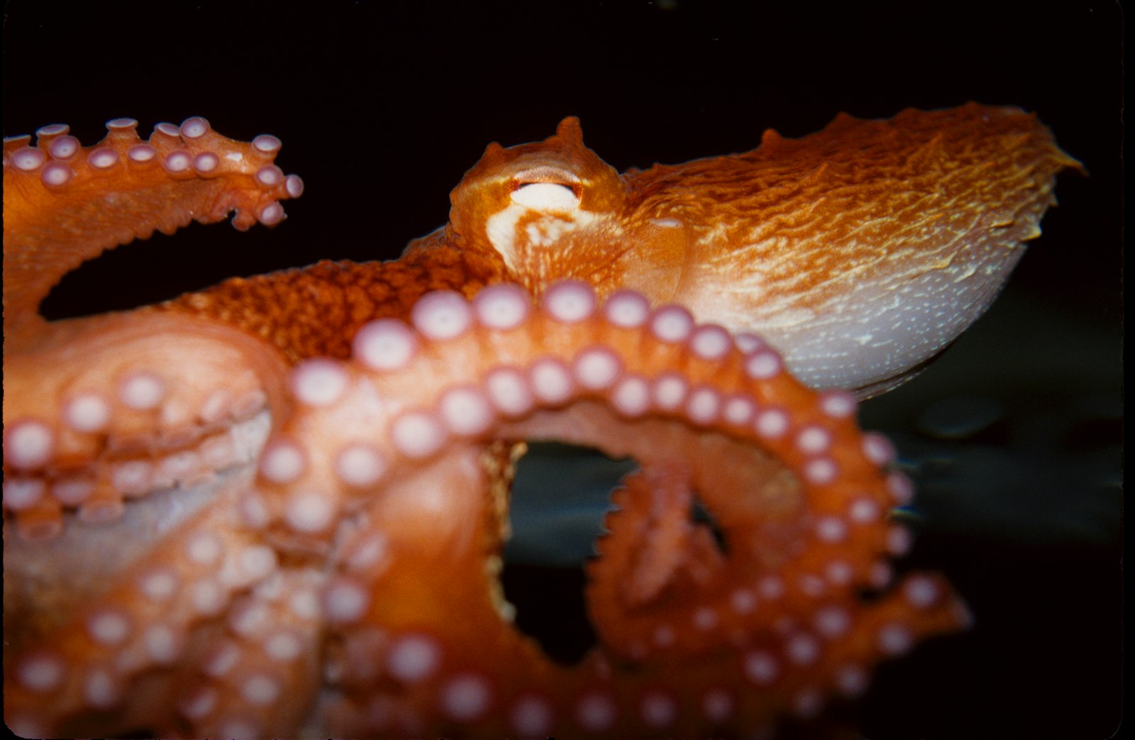海底を移動するタコ