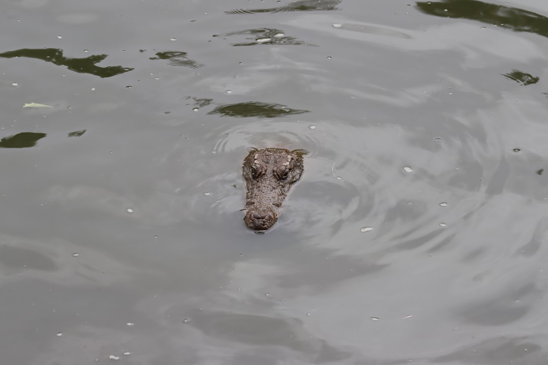 水面から頭を出すワニ