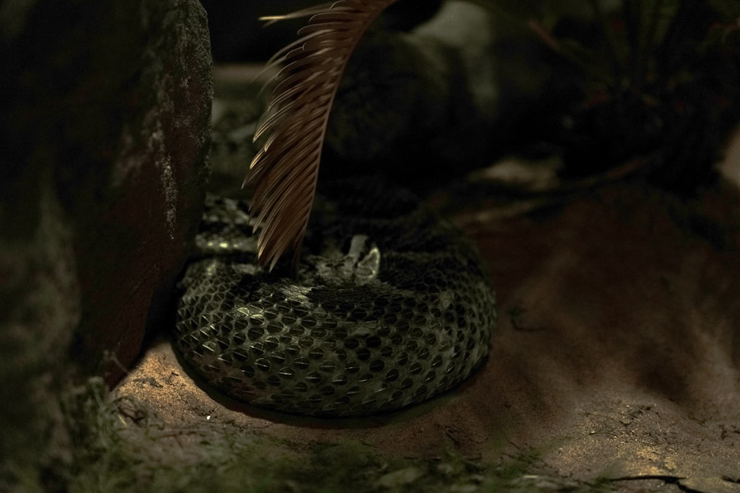 ガラガラヘビの頭部クローズアップ