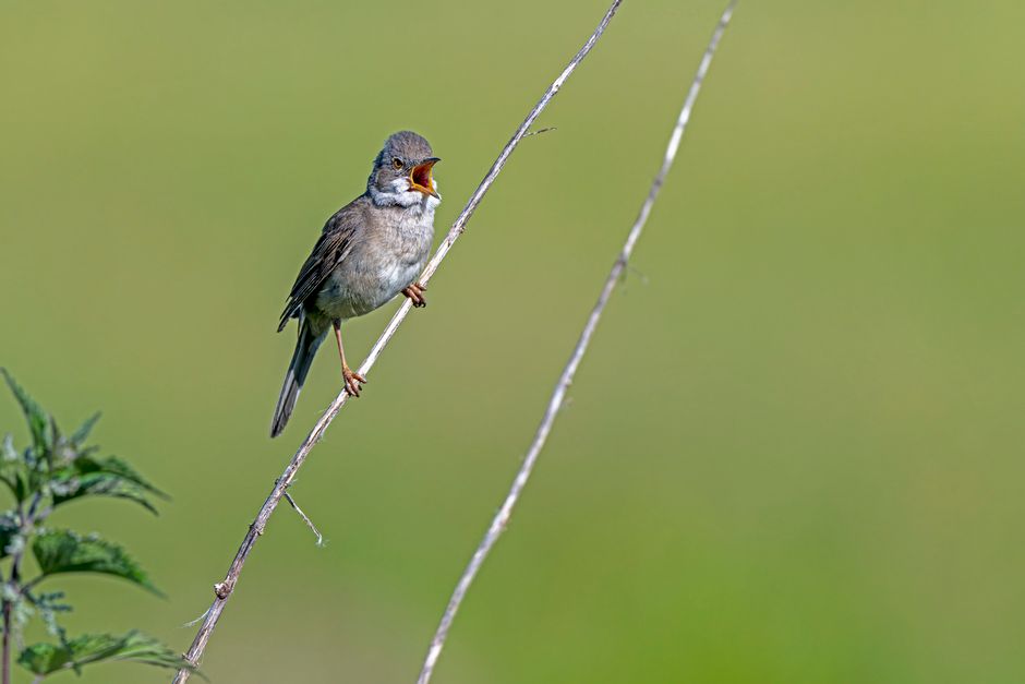 鳴き声を出す動物