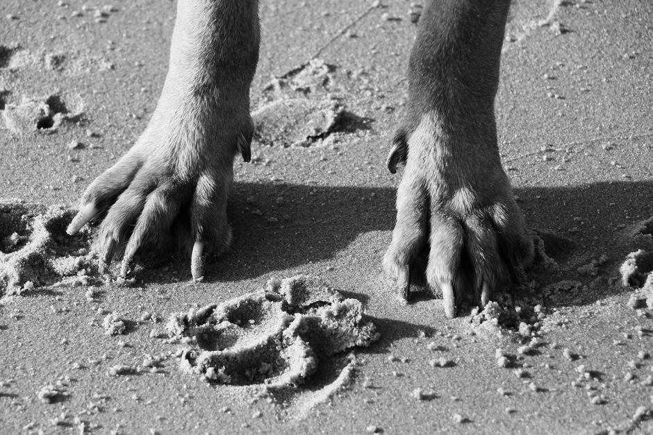 動物の足の歩き方の比較