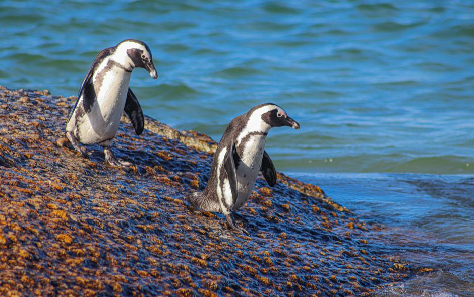 砂浜をよちよち歩くペンギン