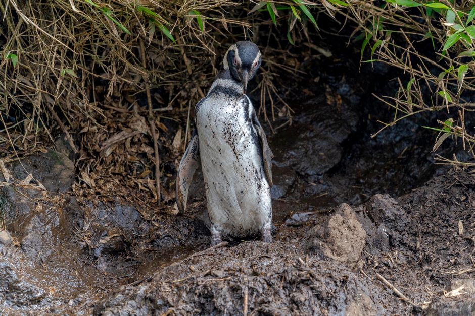 ペンギンを調査する研究者