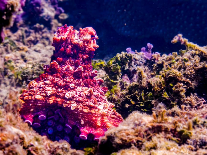 進化で多様化する海の生き物