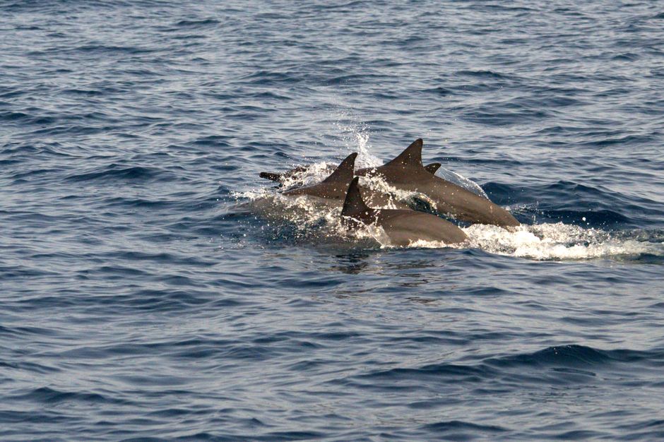 流線型の体を持つイルカとサメ