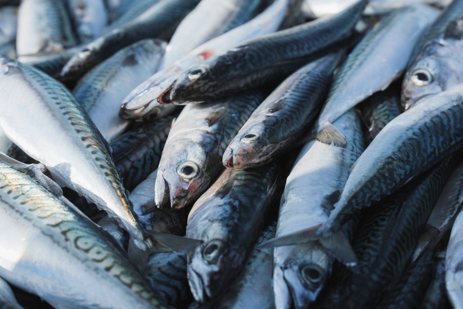 食物連鎖と海の魚