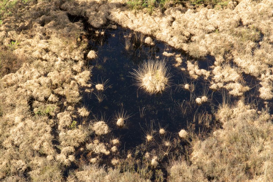メタンを生む湿地の微生物