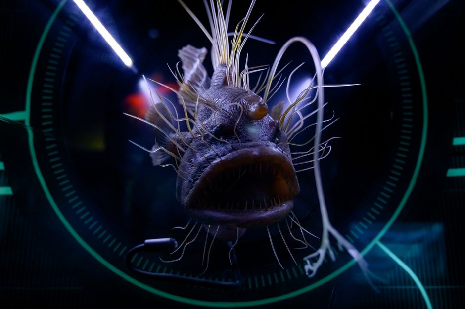 太古の海の生き物