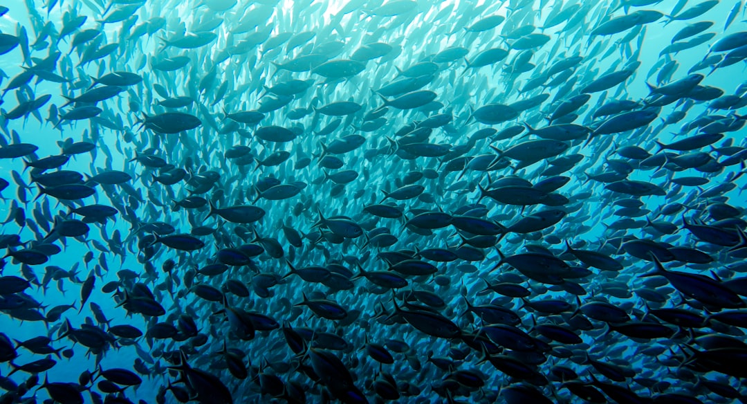 群れで泳ぐ魚