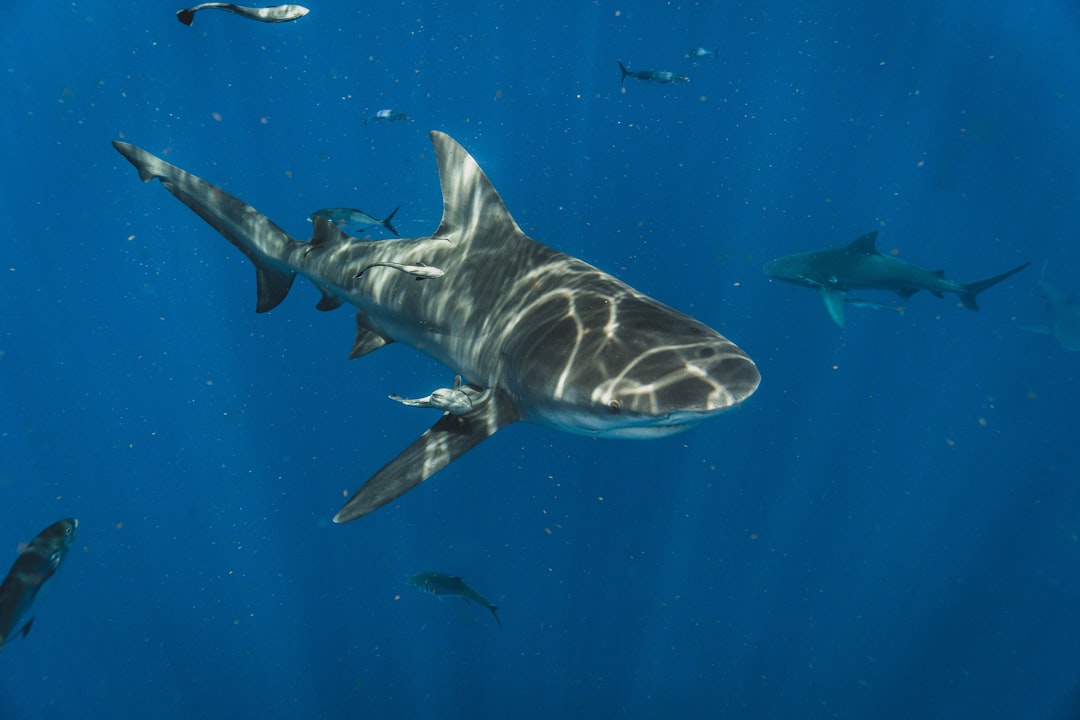 ゼブラシャークが浅瀬を泳ぐ様子