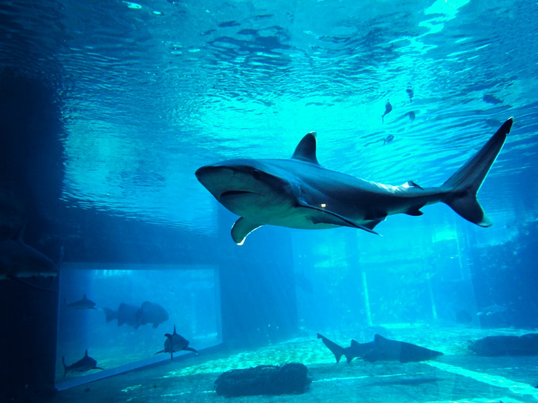 水族館の大水槽を泳ぐサメ