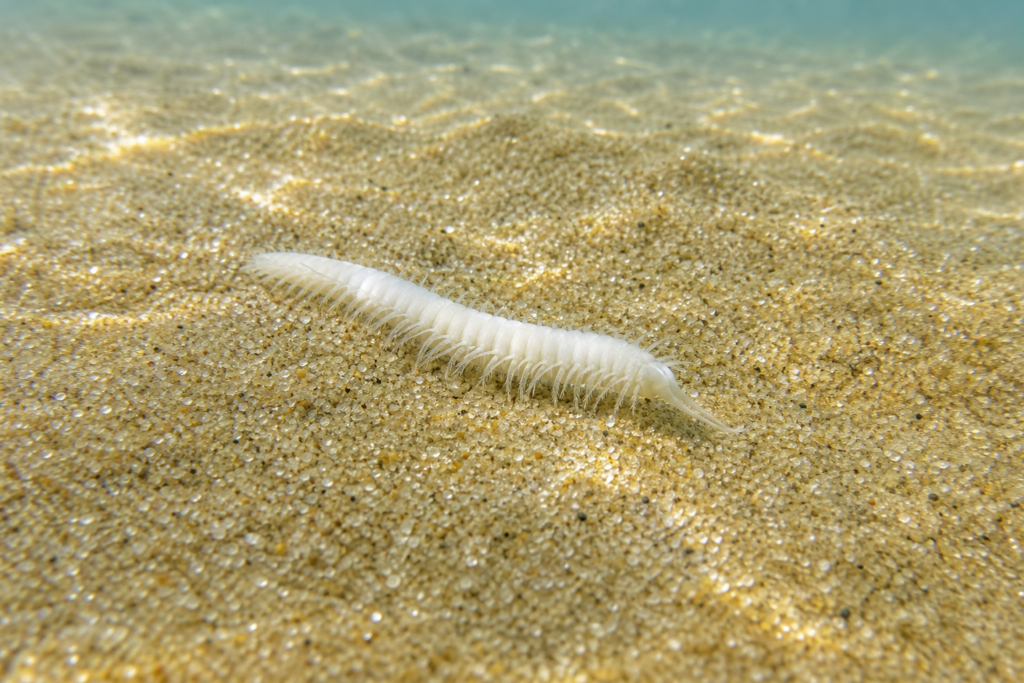 明るい砂地の海底に横たわる、白く細長い小さな海の虫のクローズアップ写真。浅い水を透かして光が差し込んでいる。
