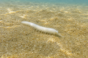 明るい砂地の海底に横たわる、白く細長い小さな海の虫のクローズアップ写真。浅い水を透かして光が差し込んでいる。