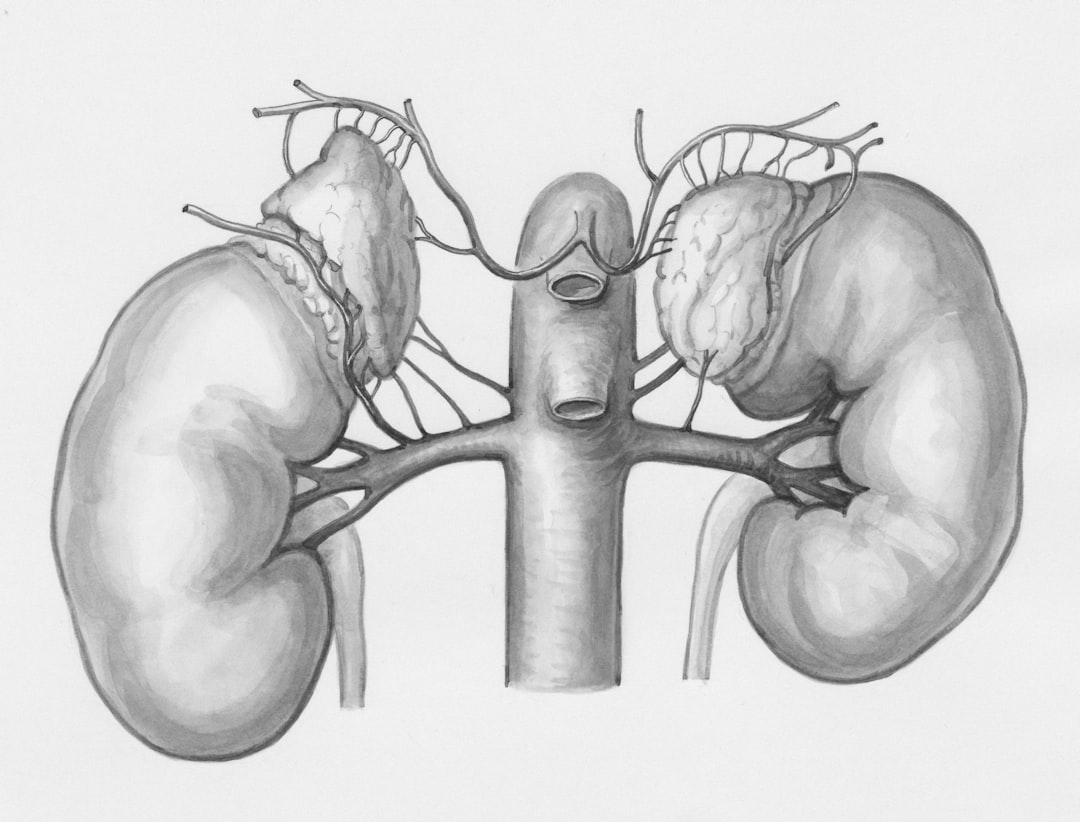 ヒトの腎臓の解剖図。糸球体と血管が描かれている。