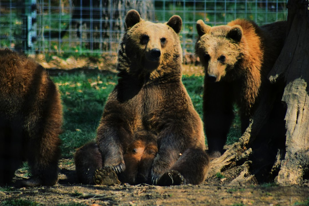 熱帯森林の野生動物保護区で保護されている動物のイメージ