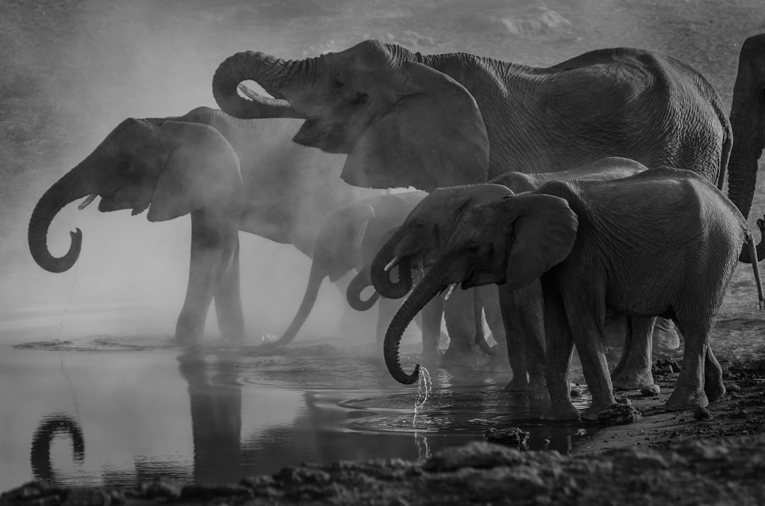 サバンナを歩くアフリカゾウの群れ。体温36℃前後で暮らす大型の温血動物